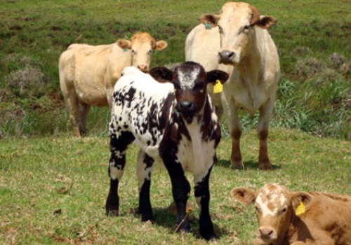 Progênie em Pitanga - PR