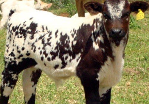 Progênie em Pitanga - PR