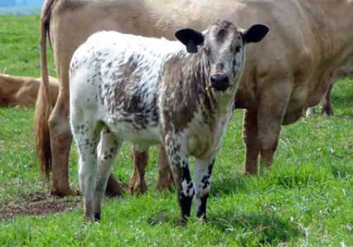 Progênie em Guarapuava - PR
