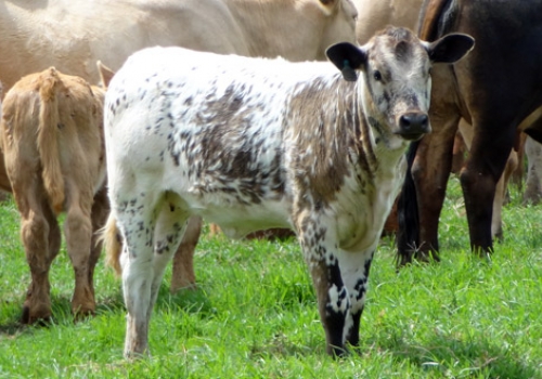 Progênie em Guarapuava - PR