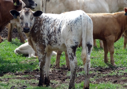 Progênie em Guarapuava - PR