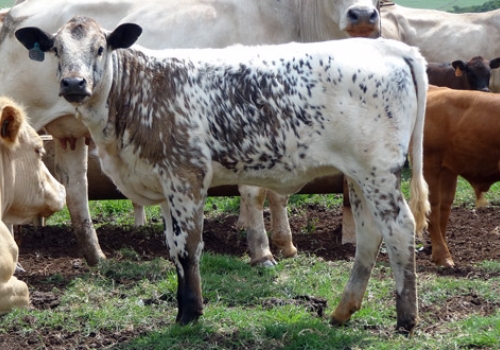 Progênie em Guarapuava - PR