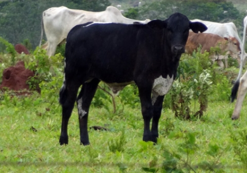 Progêniem em Iguatemi - MS
