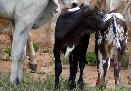 Progêniem em Iguatemi - MS