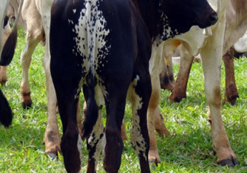 Progêniem em Iguatemi - MS