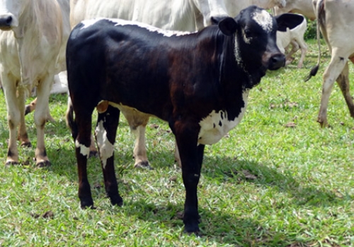Progêniem em Iguatemi - MS
