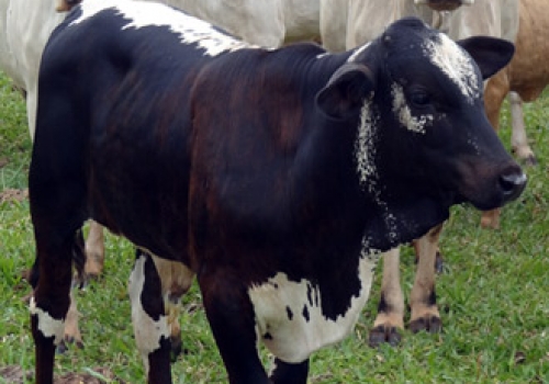 Progêniem em Iguatemi - MS