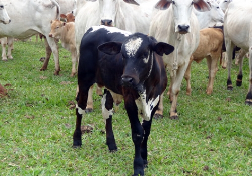 Progêniem em Iguatemi - MS