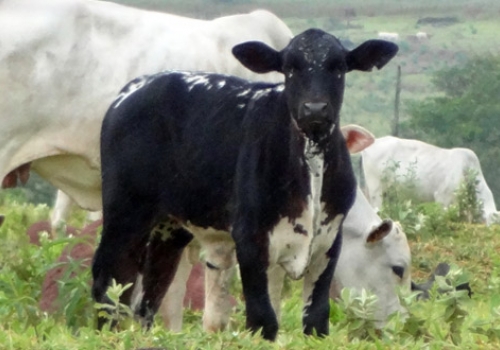 Progêniem em Iguatemi - MS