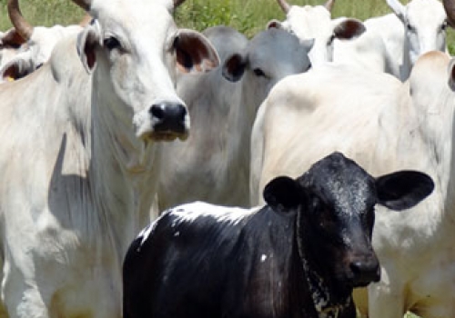 Progênie em Tacuru - MS