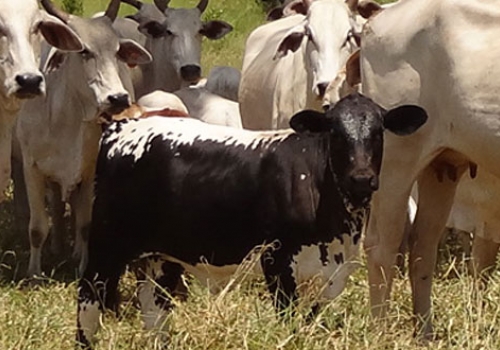 Progênie em Tacuru - MS