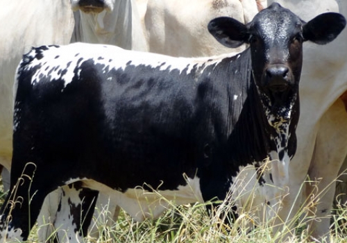 Progênie em Tacuru - MS