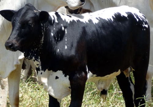 Progênie em Tacuru - MS