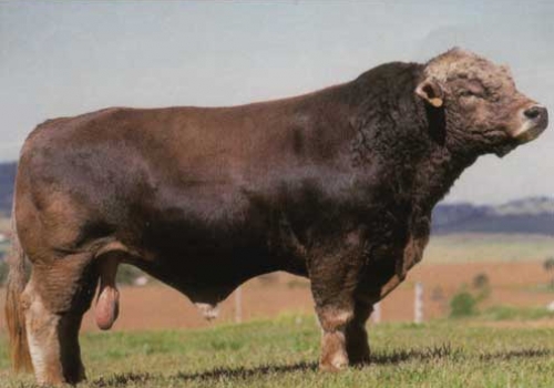 MEIRA CORD TE - FILHO