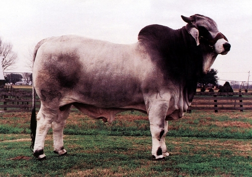 JDH A DAKOTA MANSO 599