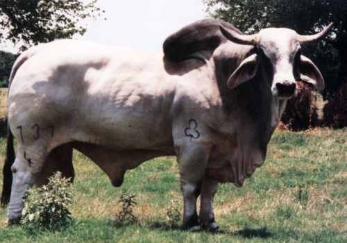 JDH MADISON DE MANSO 737/4