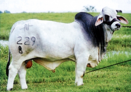 BNA DOUBLE TAKE MANSO 229/8