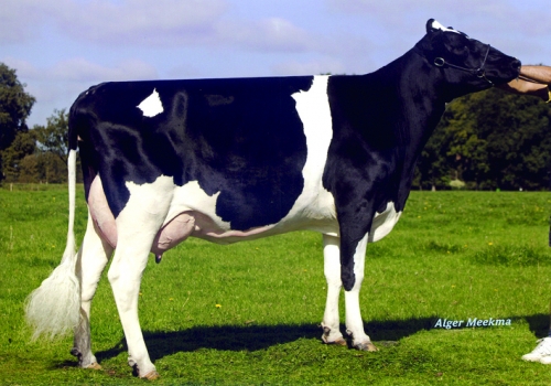 BW MARSHALL MAE (MB-87) - MÃE.jpg