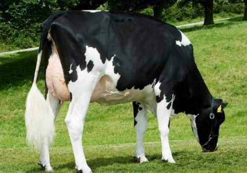 FILHA DE TRIPLEX ARDS TRIPLEX O RUTH.jpg