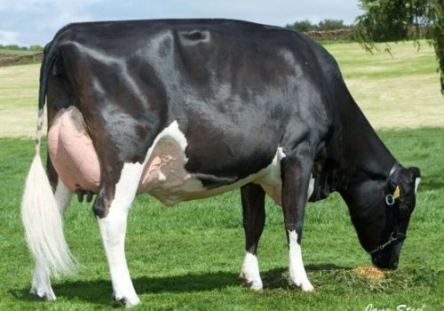 FILHA DE TRIPLEX ROWANTREE TRIPLEX SUSIE MIST 2.jpg