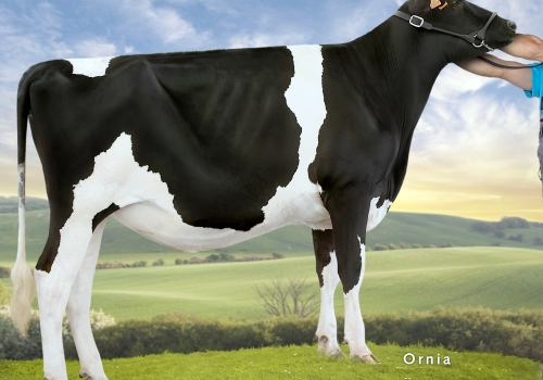 FILHA DE TRIPLEX SON SUAU TRIPLEX MONICA.jpg