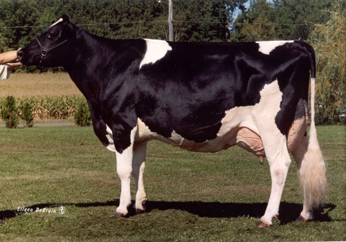 WHITTIER FARMS LEAD MAE (EX-95) - AVÓ.jpg