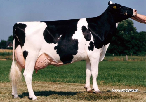 CS PUNA 36 (EX-91) - AVÓ (2).jpg