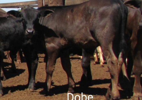 Progênie Doberman com 50 dias - Campo Grande MS (1).jpg