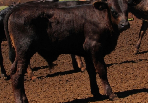 Progênie Doberman com 50 dias - Campo Grande MS (2).jpg