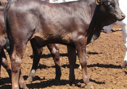 Progênie Doberman com 50 dias - Campo Grande MS (3).jpg