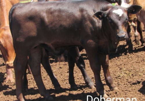 Progênie Doberman com 50 dias - Campo Grande MS (4).jpg