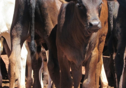 Progênie Doberman com 50 dias - Campo Grande MS (5).jpg