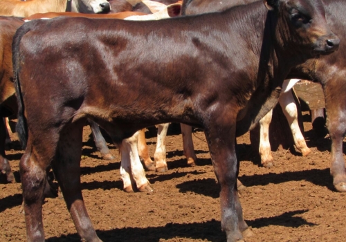 Progênie Doberman com 50 dias - Campo Grande MS (6).jpg