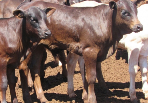 Progênie Doberman com 50 dias - Campo Grande MS (7).jpg
