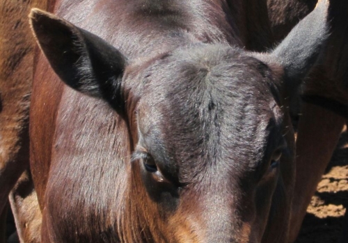 Progênie Doberman com 50 dias - Campo Grande MS (8).jpg