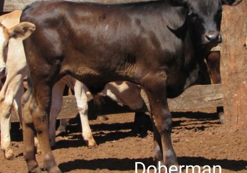 Progênie Doberman com 50 dias - Campo Grande MS (9).jpg