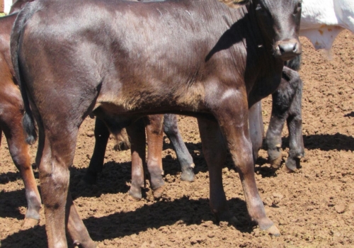 Progênie Doberman com 50 dias - Campo Grande MS (10).jpg