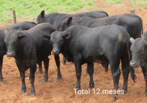 Progênies TOTAL com 12 meses (1).jpg