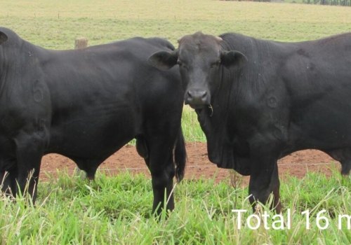 Progênies TOTAL com 16 meses (1).jpg