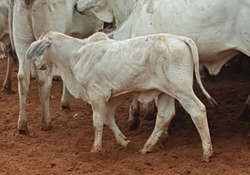 PROGÊNIES MR. SOL 18