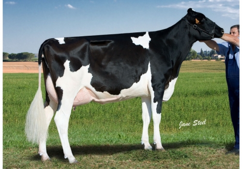 FT 38 TALON 1893 (GP-82).jpg