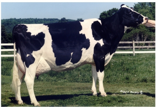 MIKLIN MASCOT GIDGET (EX-92)_BISAVO DE TALON RC.jpg