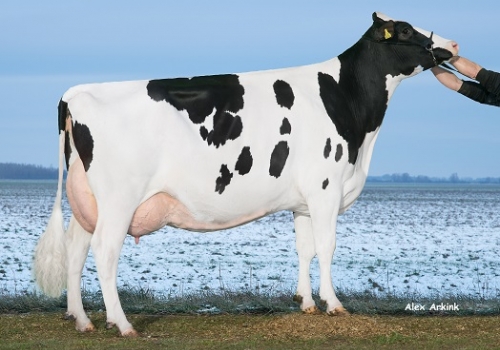 FREDDIE RAE P *RC (VG-88)_MÃE