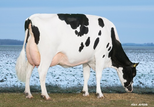 FREDDIE RAE P *RC (VG-88)_MÃE