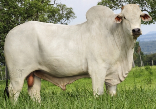 BITEKO_FEVEREIRO 2017.jpg