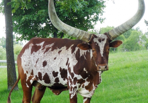 African_AnKole_-_Watusi.jpg