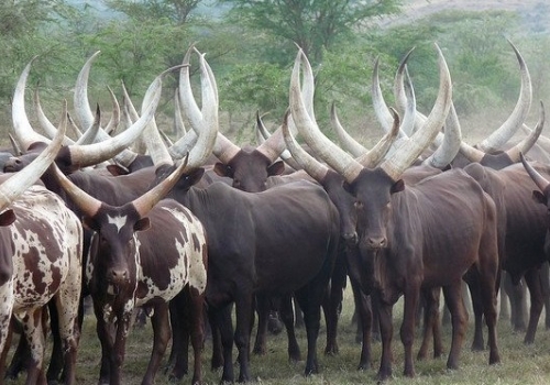 Ankole-Watusi 222.jpg