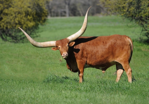 Ankole-Watusi.jpg