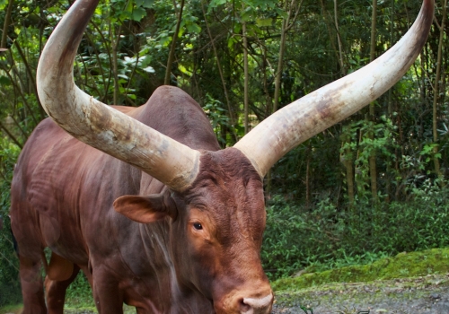 ankole-watusi-java.jpg