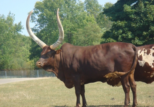vaca-watusi-prado.JPG